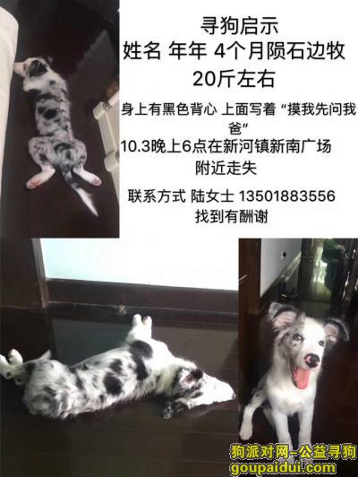【上海找狗】，崇明找狗，10.3号丢失，崇明朋友帮个忙。please，它是一只非常可爱的宠物狗狗，希望它早日回家，不要变成流浪狗。