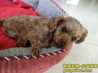 9月30日，在邢台世纪名都小区丢失棕色公泰迪一只。，它是一只非常可爱的宠物狗狗，希望它早日回家，不要变成流浪狗。