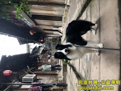 万元红包寻边牧 3岁，雄性，黑白色 青羊区，它是一只非常可爱的宠物狗狗，希望它早日回家，不要变成流浪狗。