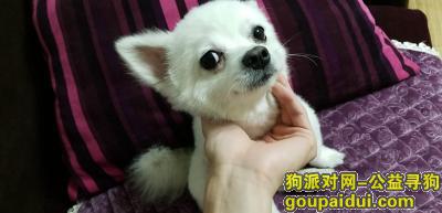 10月3日新城市广场附近走失一白色公博美，三岁大，它是一只非常可爱的宠物狗狗，希望它早日回家，不要变成流浪狗。