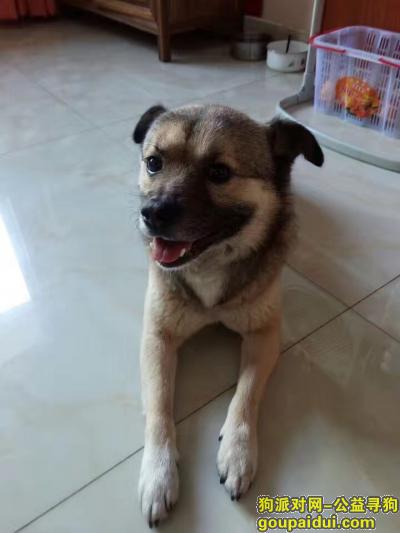 文三路古墩路走丢一只身上剃毛过的小型公的中华犬，它是一只非常可爱的宠物狗狗，希望它早日回家，不要变成流浪狗。