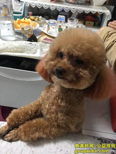 北京朝阳区东坝华瀚福园酬谢五千元寻找泰迪，它是一只非常可爱的宠物狗狗，希望它早日回家，不要变成流浪狗。