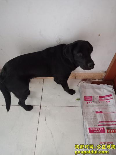 拉布拉多大型黑色狗狗召领，它是一只非常可爱的宠物狗狗，希望它早日回家，不要变成流浪狗。