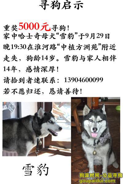哈尔滨找狗，【重奖5000元寻狗】 哈尔滨老母犬哈士奇-雪豹，它是一只非常可爱的宠物狗狗，希望它早日回家，不要变成流浪狗。