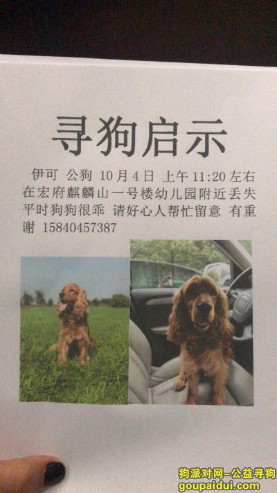 西安大寨路寻爱犬 可卡犬，它是一只非常可爱的宠物狗狗，希望它早日回家，不要变成流浪狗。
