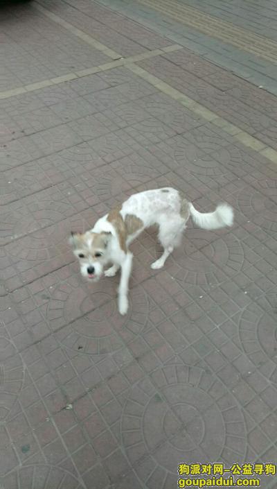 爱狗在秦北二环顺通驾校丢失，500元求寻找，它是一只非常可爱的宠物狗狗，希望它早日回家，不要变成流浪狗。