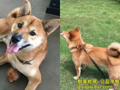 杭州余杭区盛世嘉园小区酬谢三千元寻找柴犬，它是一只非常可爱的宠物狗狗，希望它早日回家，不要变成流浪狗。