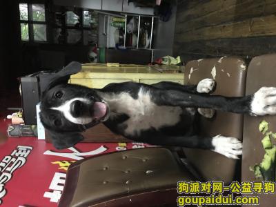 【杭州找狗】，黑色狗狗，十月6号晚上丢了，它是一只非常可爱的宠物狗狗，希望它早日回家，不要变成流浪狗。