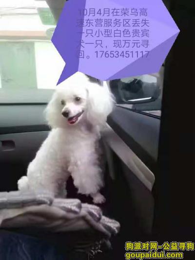 东营找狗，018年10月4日荣乌高速东营服务区丢失一只白色小型贵宾，它是一只非常可爱的宠物狗狗，希望它早日回家，不要变成流浪狗。
