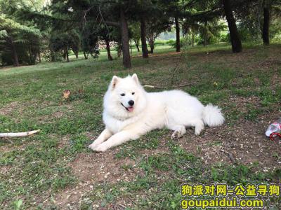 北京市通州区史村酬谢一万元寻找萨摩，它是一只非常可爱的宠物狗狗，希望它早日回家，不要变成流浪狗。