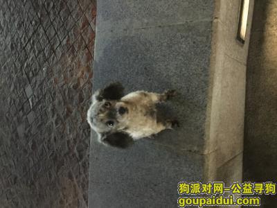 安庆找狗，10月7日晚上在迎江区宜城路菱南公寓附近丢失的狗狗，它是一只非常可爱的宠物狗狗，希望它早日回家，不要变成流浪狗。
