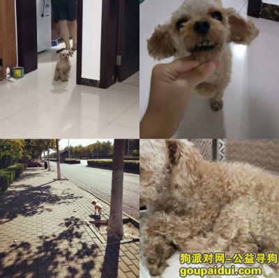 【天津找狗】，寻找一浅棕色泰迪 10月7日 于天津西青柳馨园走失，它是一只非常可爱的宠物狗狗，希望它早日回家，不要变成流浪狗。
