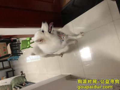 萨摩耶纯白色家犬丢失，它是一只非常可爱的宠物狗狗，希望它早日回家，不要变成流浪狗。
