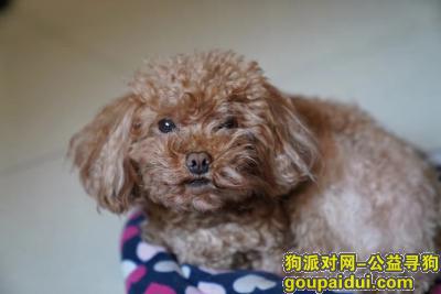 【北京找狗】，香河找5岁泰迪，浅棕色右前腿瘸，它是一只非常可爱的宠物狗狗，希望它早日回家，不要变成流浪狗。