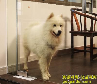 【广州找狗】，广州白云区萨摩耶走失 名字叫大师兄，它是一只非常可爱的宠物狗狗，希望它早日回家，不要变成流浪狗。