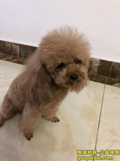 【南京找狗】，#南京寻狗#江西三清山酬谢2千元寻找棕色泰迪，它是一只非常可爱的宠物狗狗，希望它早日回家，不要变成流浪狗。