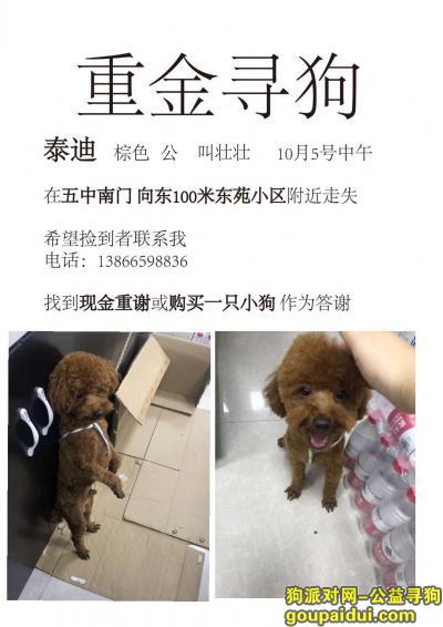 【宿州找狗】，宿州市砀山县东苑小区酬谢五千元寻找泰迪，它是一只非常可爱的宠物狗狗，希望它早日回家，不要变成流浪狗。