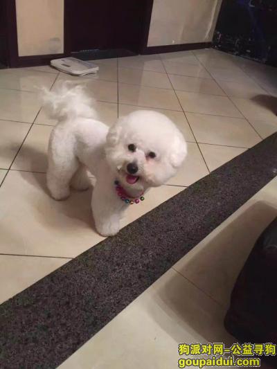 【焦作找狗】，白色比熊，公，西诺快回家！，它是一只非常可爱的宠物狗狗，希望它早日回家，不要变成流浪狗。