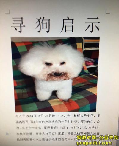 南京寻狗，南京寻狗，白色泰迪，家人很急，它是一只非常可爱的宠物狗狗，希望它早日回家，不要变成流浪狗。