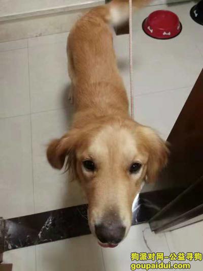 上海松江区祥和花苑寻找金毛，它是一只非常可爱的宠物狗狗，希望它早日回家，不要变成流浪狗。