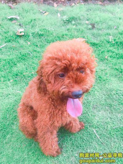 寻深圳福田梅林棕红色泰迪旺仔，它是一只非常可爱的宠物狗狗，希望它早日回家，不要变成流浪狗。