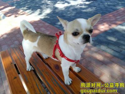 【银川找狗】，2000元奖赏寻丢失吉娃娃，它是一只非常可爱的宠物狗狗，希望它早日回家，不要变成流浪狗。