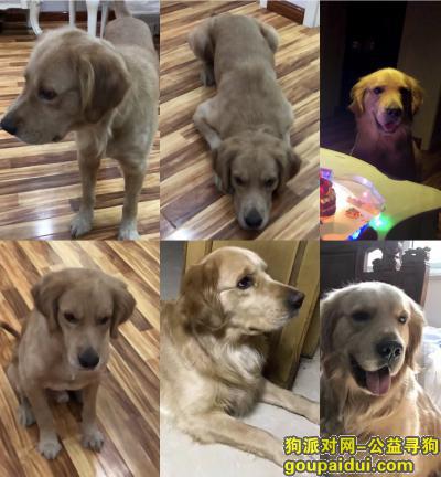 【郑州找狗】，新郑龙湖国际城小区A区附近丢失一只金毛犬，它是一只非常可爱的宠物狗狗，希望它早日回家，不要变成流浪狗。