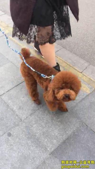【徐州找狗】，10月3号金地丢失一条咖啡色泰迪，它是一只非常可爱的宠物狗狗，希望它早日回家，不要变成流浪狗。