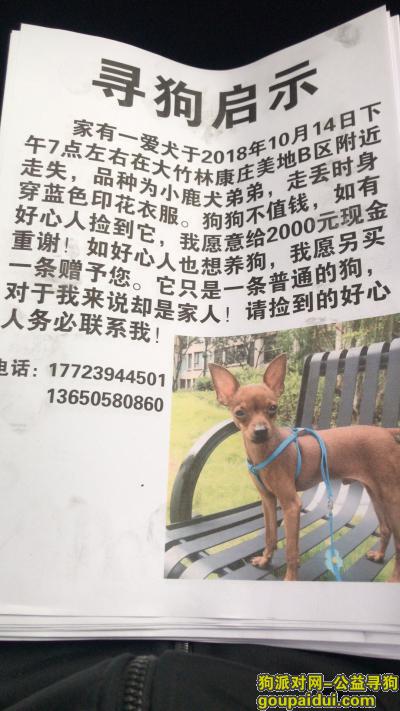 【重庆找狗】，重庆大竹林附近寻狗 小鹿犬弟弟，它是一只非常可爱的宠物狗狗，希望它早日回家，不要变成流浪狗。