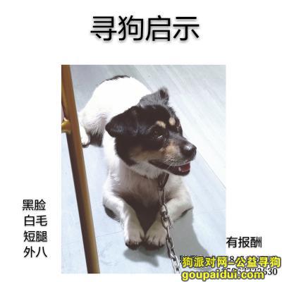 温州找狗，苍南县矾山镇三角亭附近走丢的小短腿，它是一只非常可爱的宠物狗狗，希望它早日回家，不要变成流浪狗。