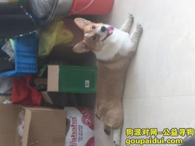 台州椒江之舫花园重金寻找柯基犬，它是一只非常可爱的宠物狗狗，希望它早日回家，不要变成流浪狗。