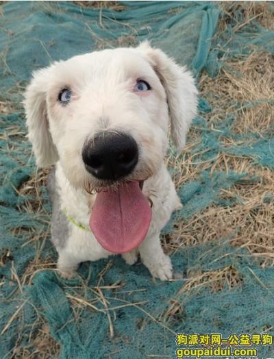 2017年2月天津红桥区子牙河附件捡到一只古牧，它是一只非常可爱的宠物狗狗，希望它早日回家，不要变成流浪狗。