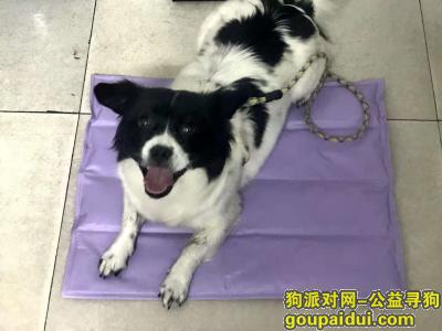 袁州区翡翠城酬谢一千元寻找狗狗，它是一只非常可爱的宠物狗狗，希望它早日回家，不要变成流浪狗。