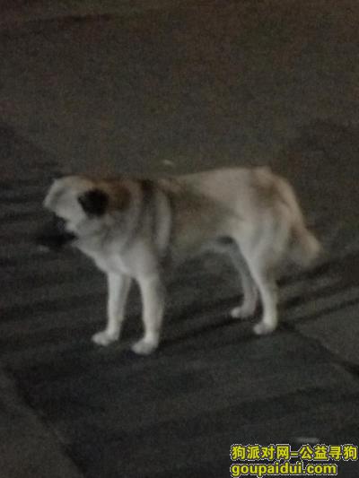 上海浦东巨峰路谁丢了一只白色成年的巴哥狗狗，它是一只非常可爱的宠物狗狗，希望它早日回家，不要变成流浪狗。