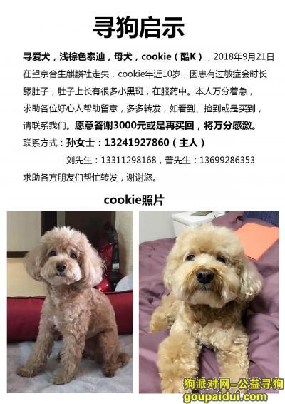 【北京找狗】，寻爱犬，浅棕色泰迪母犬，望京合生麒麟社走失，它是一只非常可爱的宠物狗狗，希望它早日回家，不要变成流浪狗。