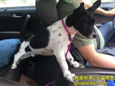 南京鼓楼博桥酒店用品市场酬谢五千元寻找土狗，它是一只非常可爱的宠物狗狗，希望它早日回家，不要变成流浪狗。