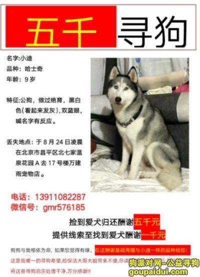【北京找狗】，北京昌平5000元寻哈士奇公狗，它是一只非常可爱的宠物狗狗，希望它早日回家，不要变成流浪狗。
