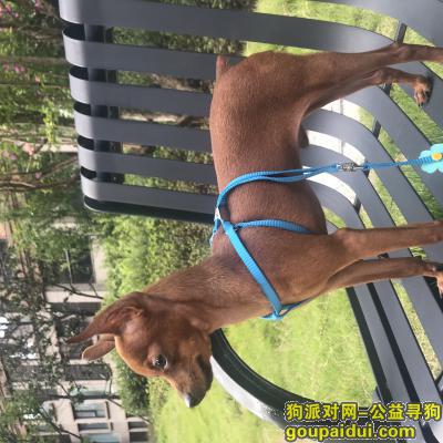 重庆渝北区大竹林附近寻小鹿犬弟弟 必有重谢，它是一只非常可爱的宠物狗狗，希望它早日回家，不要变成流浪狗。