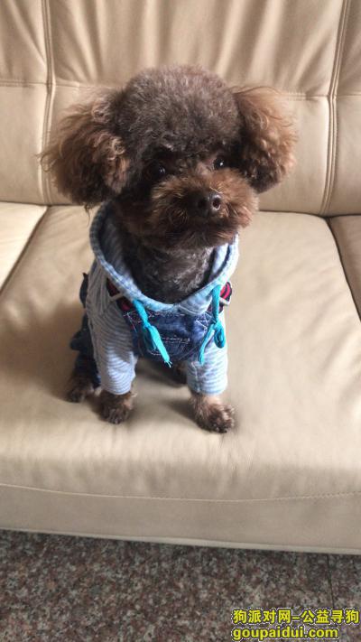 【上海找狗】，10月18日浦东景雅路都昌路走失，巧克力色泰迪，它是一只非常可爱的宠物狗狗，希望它早日回家，不要变成流浪狗。