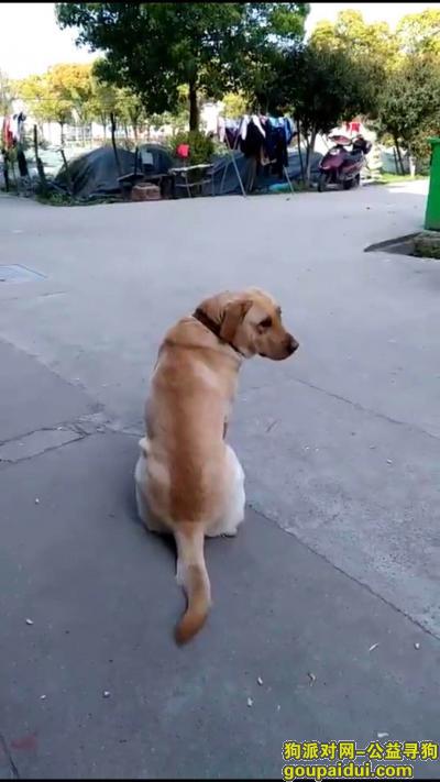 【义乌找狗】，义乌北苑星火马村酬谢两千元寻找拉布拉多，它是一只非常可爱的宠物狗狗，希望它早日回家，不要变成流浪狗。