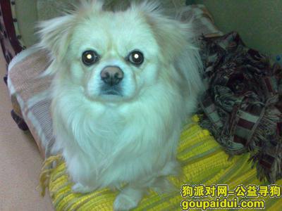 石家庄寻狗启示，寻7岁白色（本白）京巴串名字花卷儿，公狗，它是一只非常可爱的宠物狗狗，希望它早日回家，不要变成流浪狗。