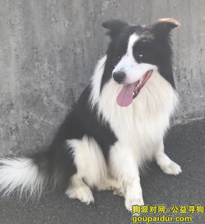 【上海找狗】，找狗 上海浦东高桥镇 边境牧羊犬，它是一只非常可爱的宠物狗狗，希望它早日回家，不要变成流浪狗。