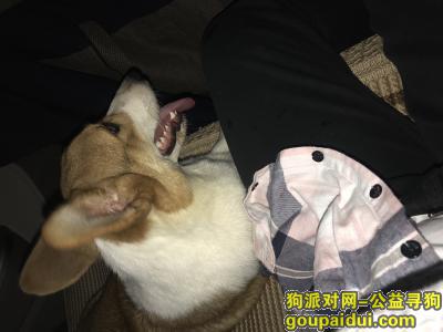 【上海捡到狗】，柯基，柯基，柯基，柯基，柯基，它是一只非常可爱的宠物狗狗，希望它早日回家，不要变成流浪狗。