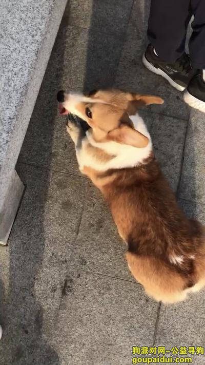 20号下午朱家角地铁口附近捡到一只体态圆润的柯基。柯基。，它是一只非常可爱的宠物狗狗，希望它早日回家，不要变成流浪狗。