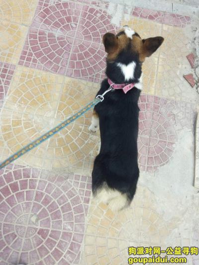 狗狗在南安梅山走丢了，它是一只非常可爱的宠物狗狗，希望它早日回家，不要变成流浪狗。