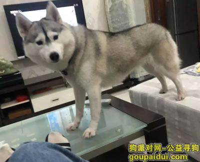 南京找狗，南京市建邺区中泰国际广场酬谢五千元寻找哈士奇，它是一只非常可爱的宠物狗狗，希望它早日回家，不要变成流浪狗。