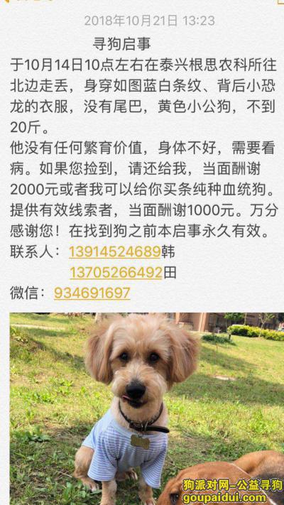 泰兴市根新路农科所酬谢2000元寻找狗狗，它是一只非常可爱的宠物狗狗，希望它早日回家，不要变成流浪狗。