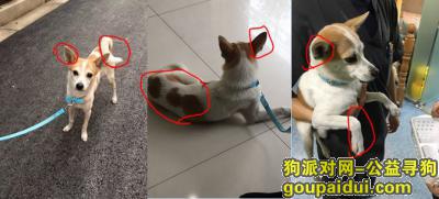 徐汇田东路-漕东支路附近找狗-3000元，它是一只非常可爱的宠物狗狗，希望它早日回家，不要变成流浪狗。
