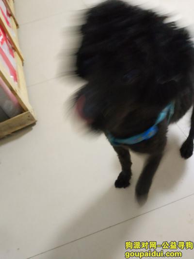 武汉找狗主人，昨天下雨捡到一只黑色泰迪，请失主速与我联系！！！，它是一只非常可爱的宠物狗狗，希望它早日回家，不要变成流浪狗。