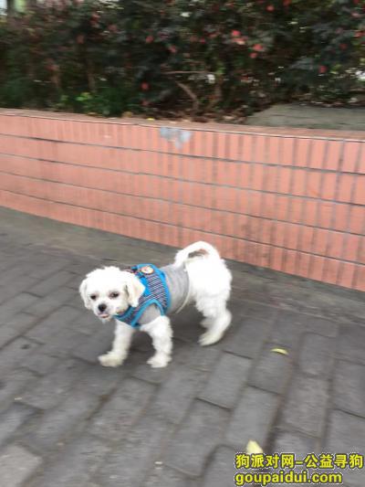 【上海捡到狗】，浦东北艾路锦尊路捡到白色小狗，它是一只非常可爱的宠物狗狗，希望它早日回家，不要变成流浪狗。
